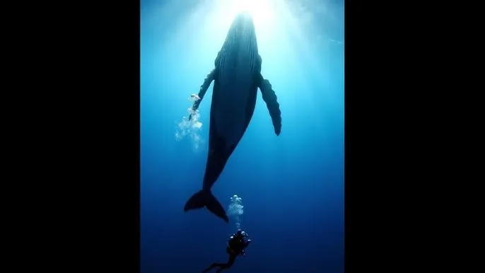 BT蚂蚁磁力天堂 - 深蓝星球：探索海洋深处的未知世界